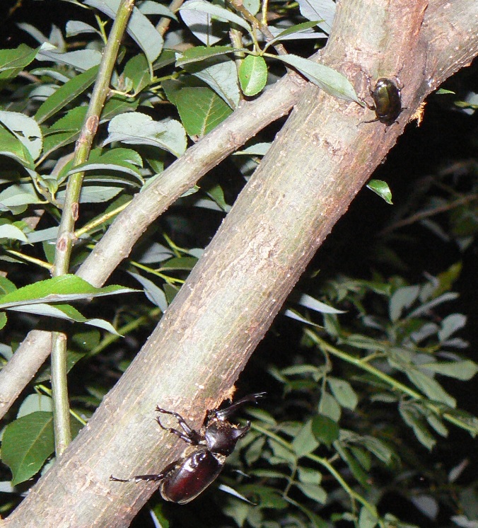 川縁のヤナギ(左)_カブトムシ♂と今年の初カナブン_2021年6月10日20時頃 気温25度